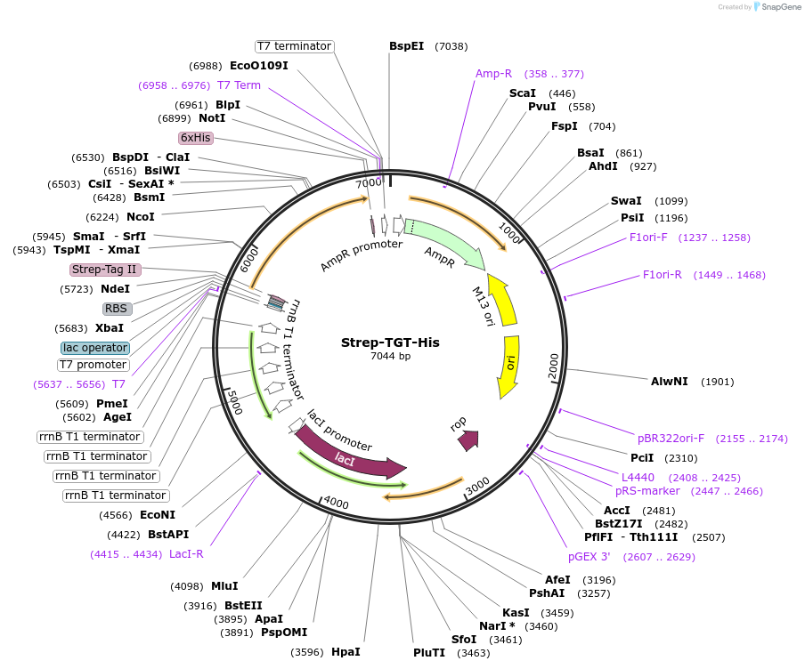206495-plasmid-map-sequence-id-409951