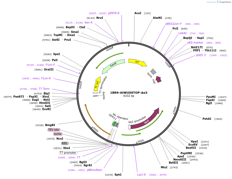 202056-plasmid-map-sequence-id-409953