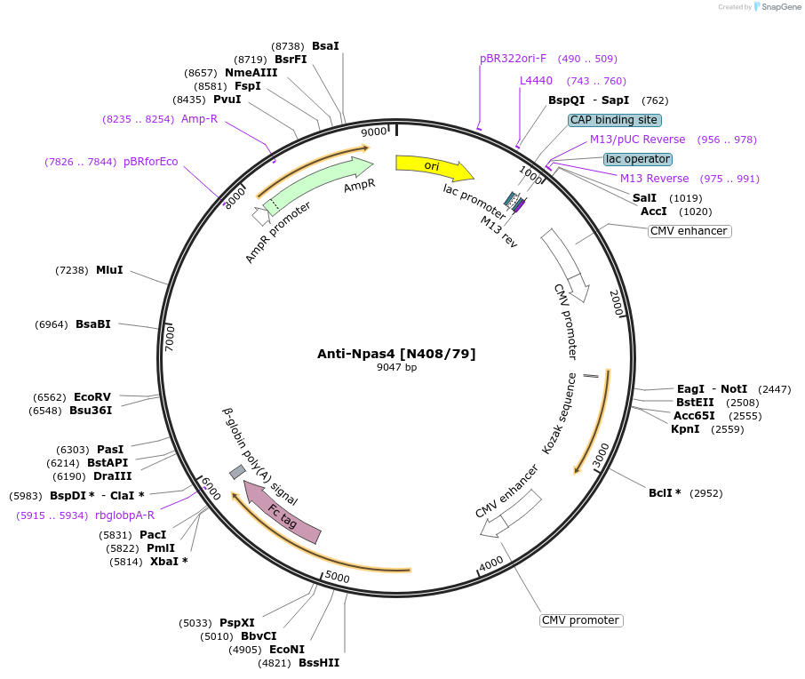 177547-plasmid-map-sequence-id-409969