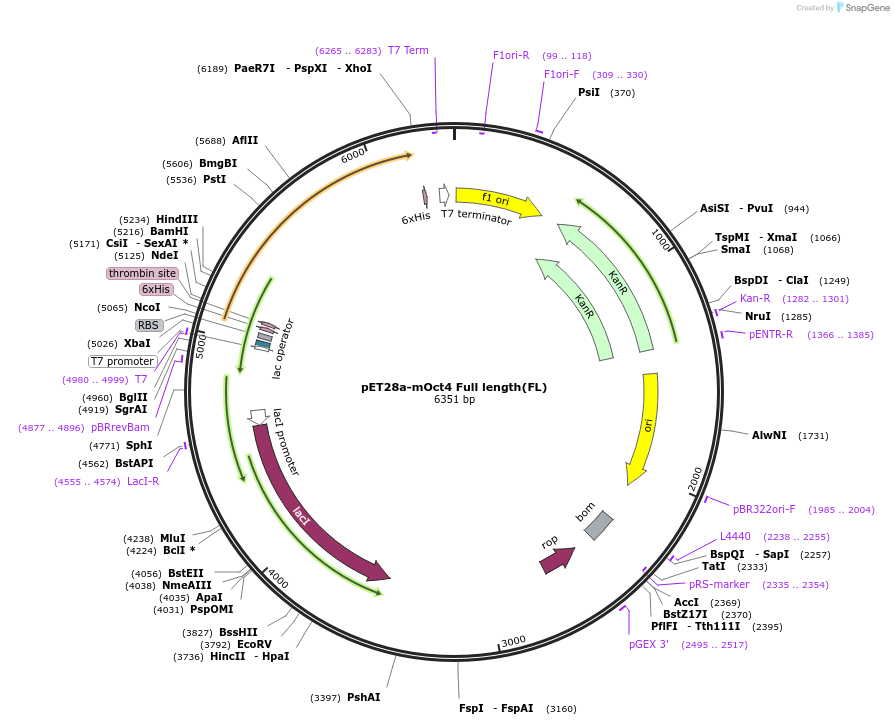 206394-plasmid-map-sequence-id-409984