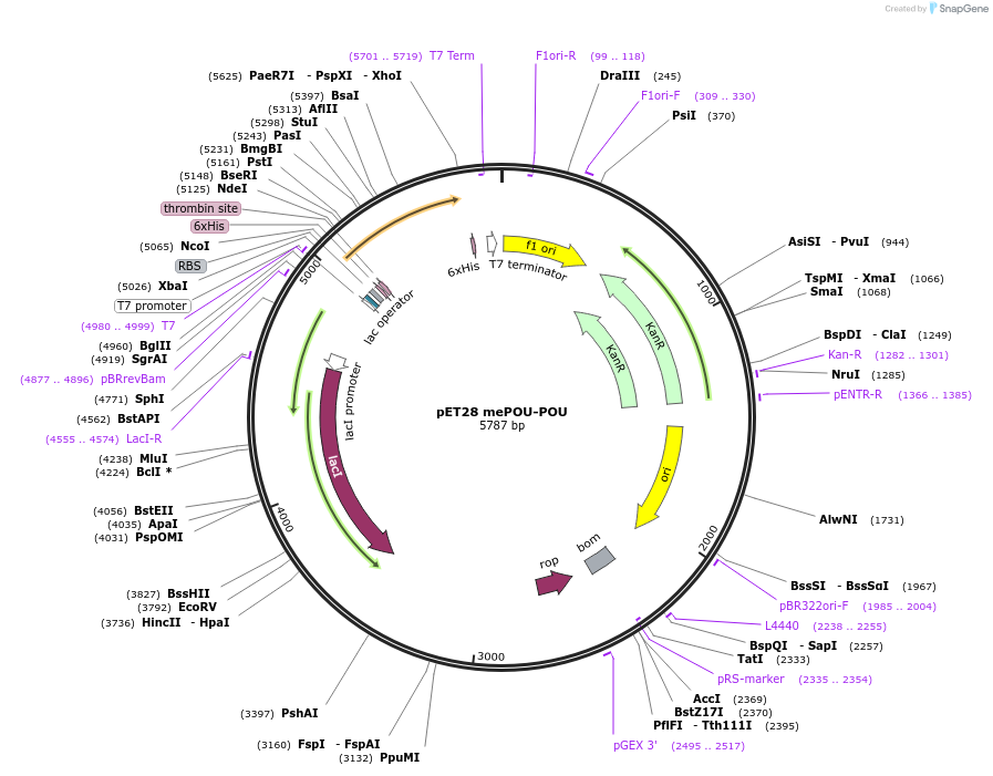 206392-plasmid-map-sequence-id-409992