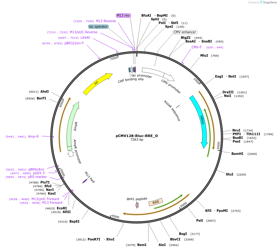 147109-plasmid-map-sequence-id-409993