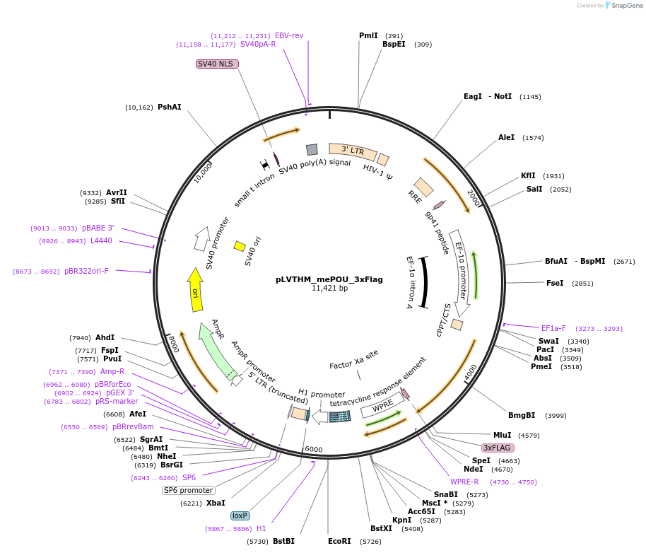 206395-plasmid-map-sequence-id-409994