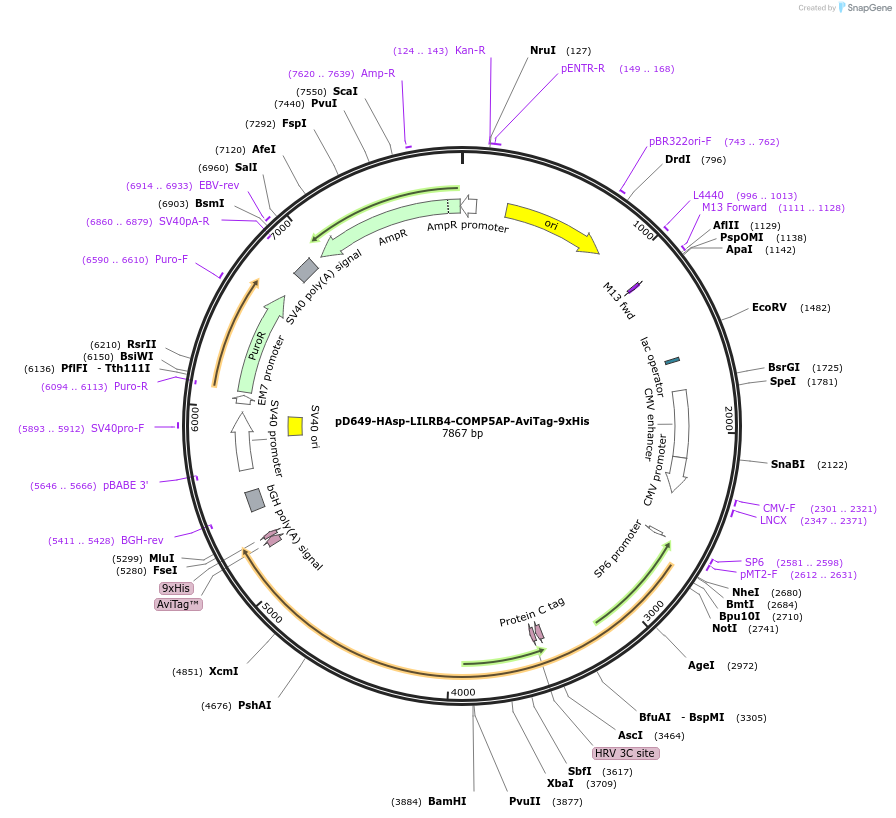 157256-plasmid-map-sequence-id-410001