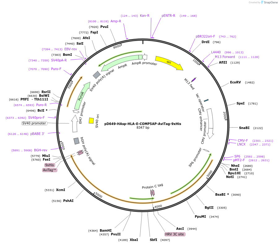 157396-plasmid-map-sequence-id-410002