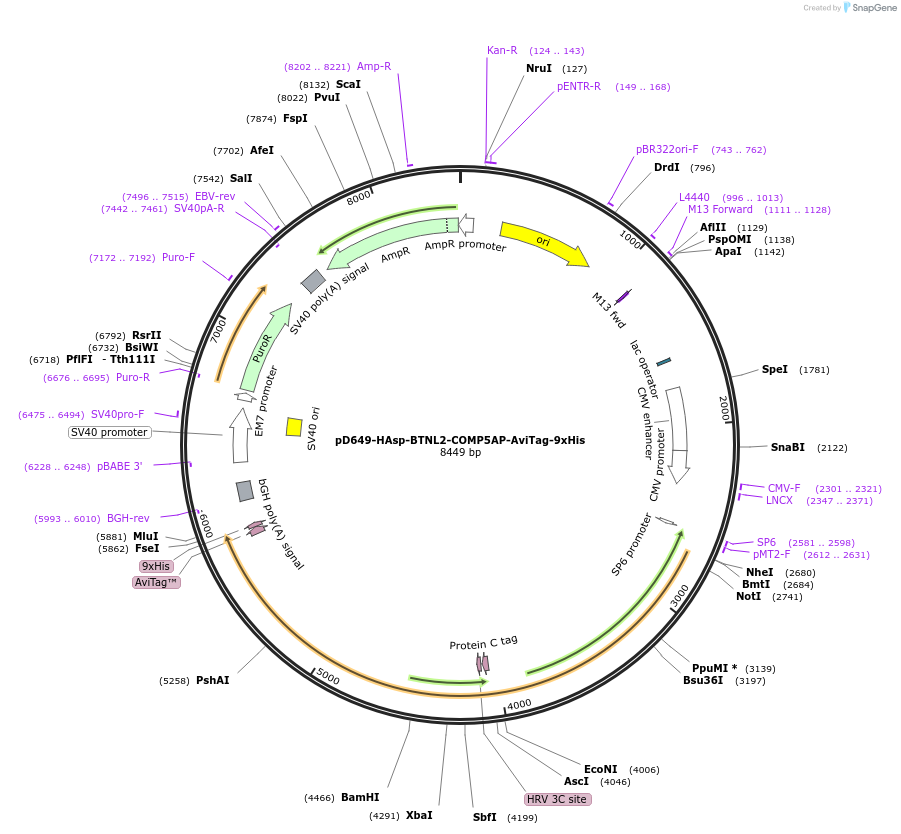 157421-plasmid-map-sequence-id-410003