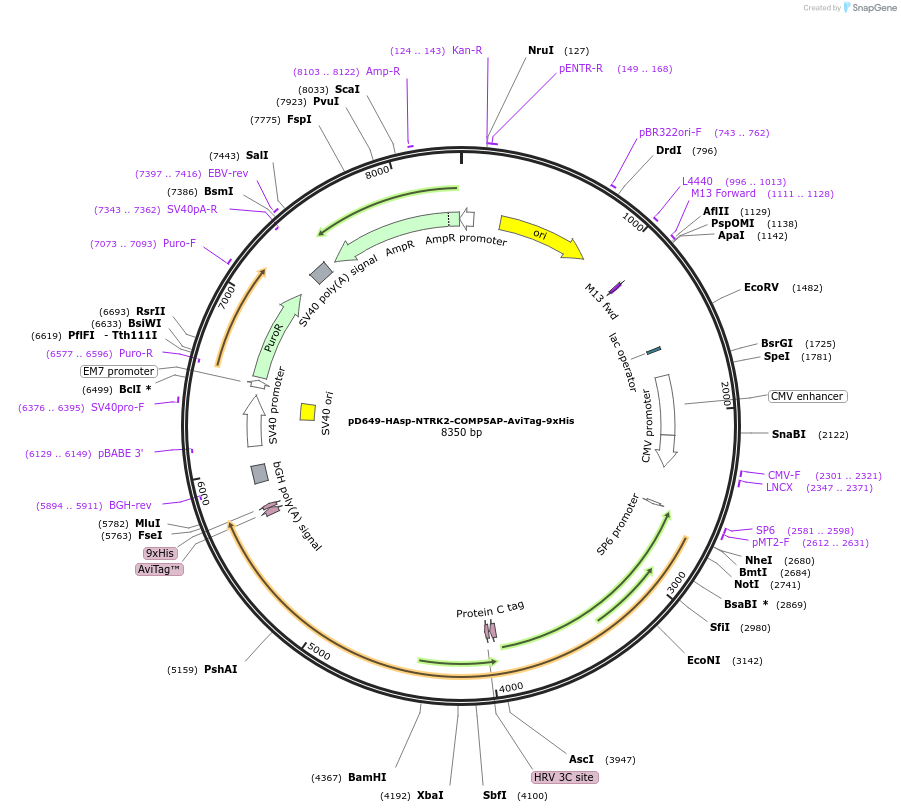 157403-plasmid-map-sequence-id-410010