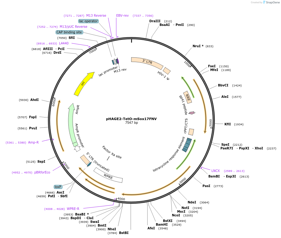 206368-plasmid-map-sequence-id-410011