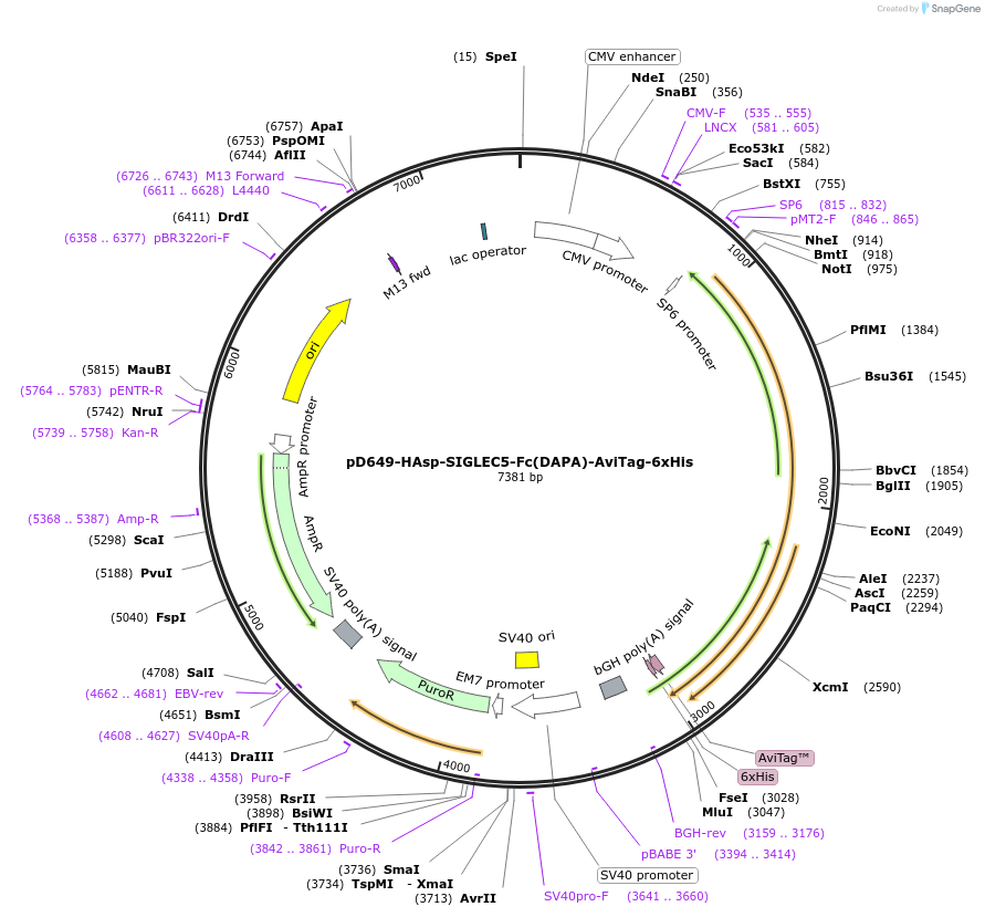 156853-plasmid-map-sequence-id-410016