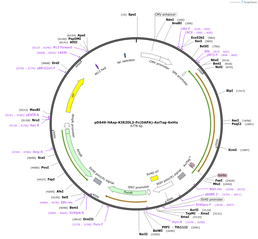 156669-plasmid-map-sequence-id-410017