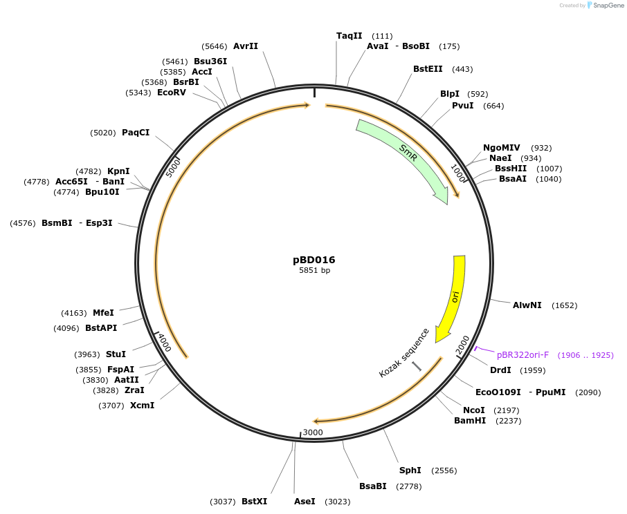 201307-plasmid-map-sequence-id-410032