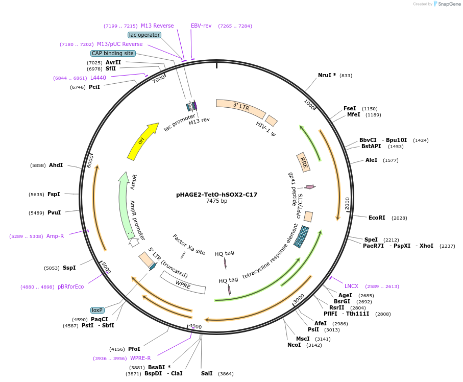 206385-plasmid-map-sequence-id-410033