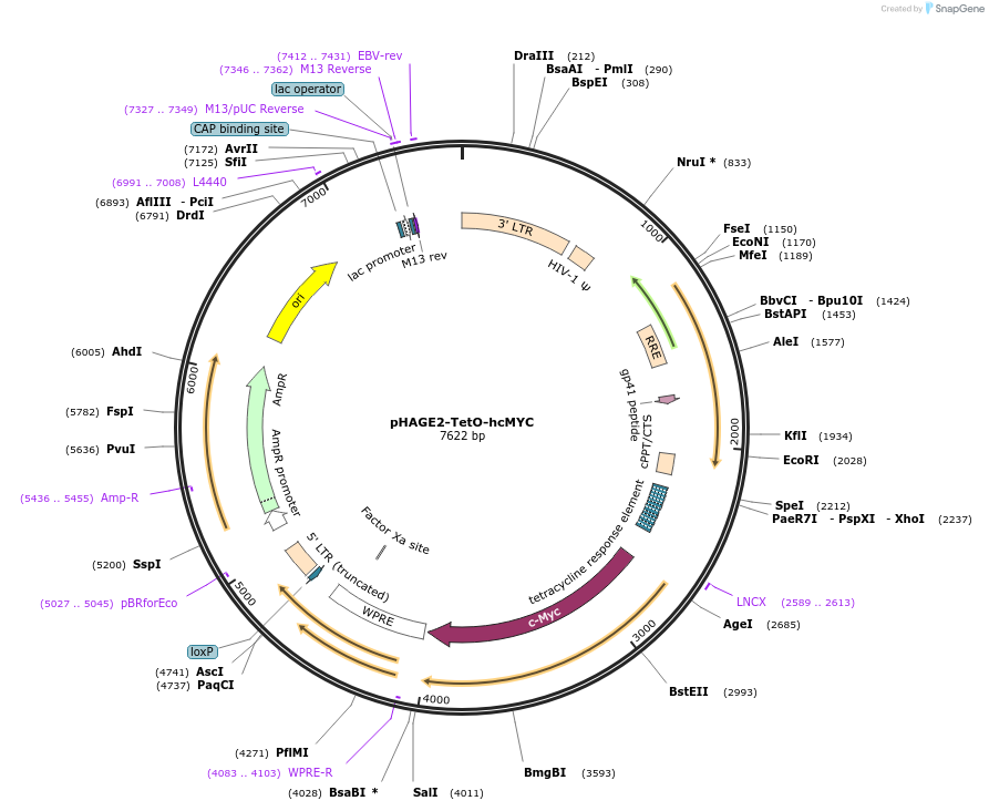 206387-plasmid-map-sequence-id-410035