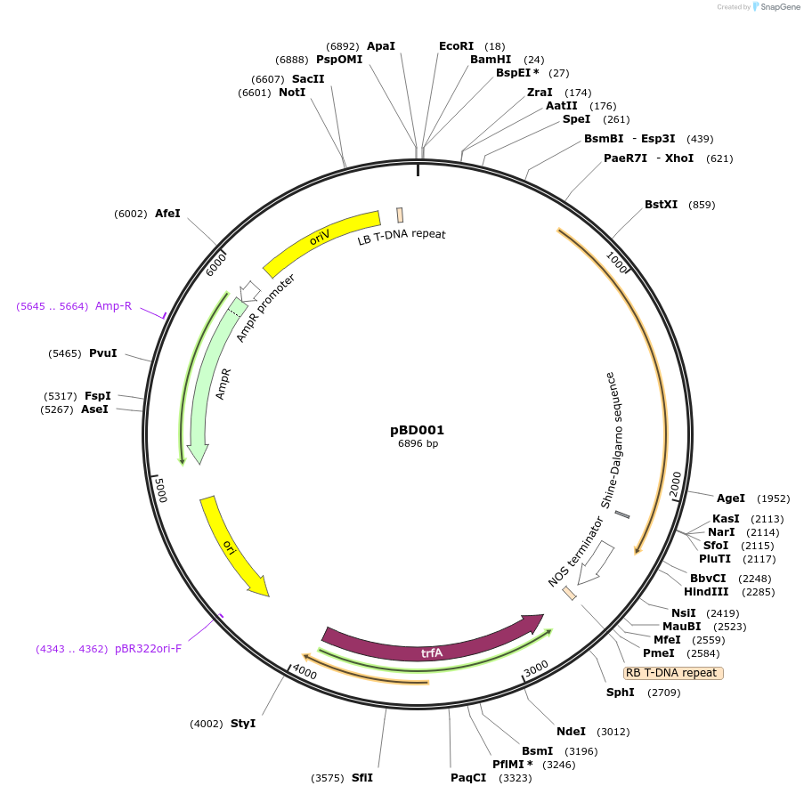 201330-plasmid-map-sequence-id-410038