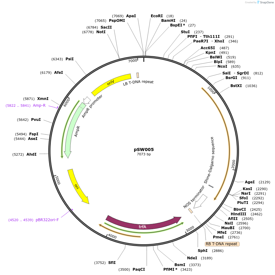 201324-plasmid-map-sequence-id-410074