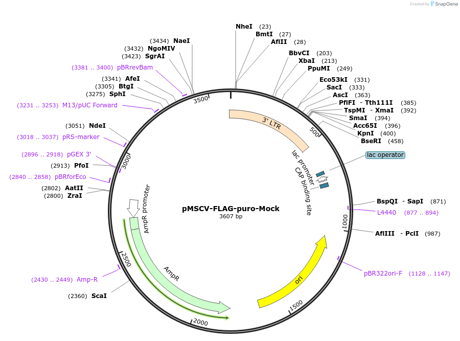 206911-plasmid-map-sequence-id-410076