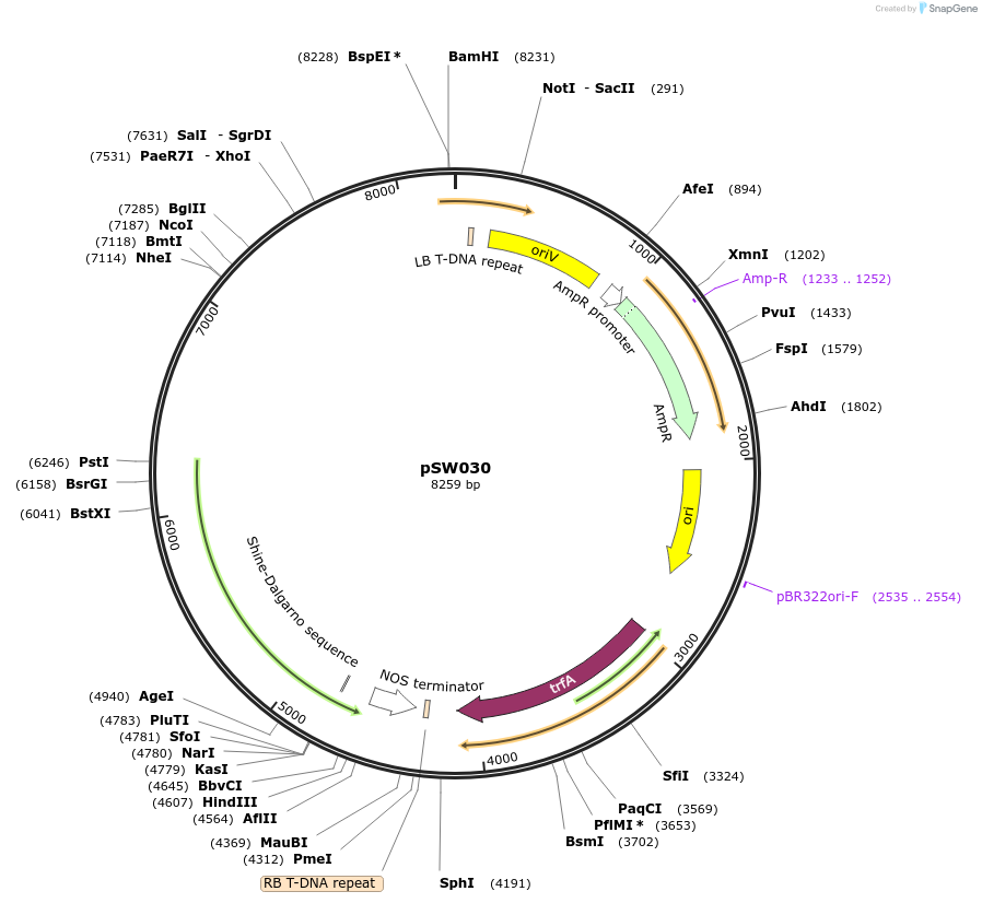 201317-plasmid-map-sequence-id-410077