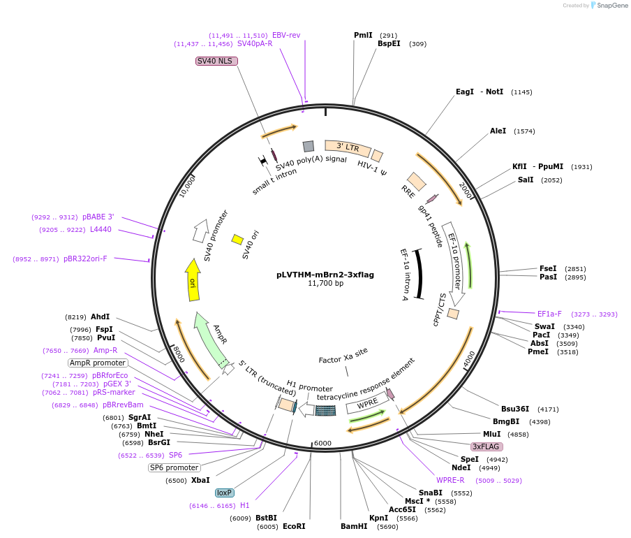 206390-plasmid-map-sequence-id-410089