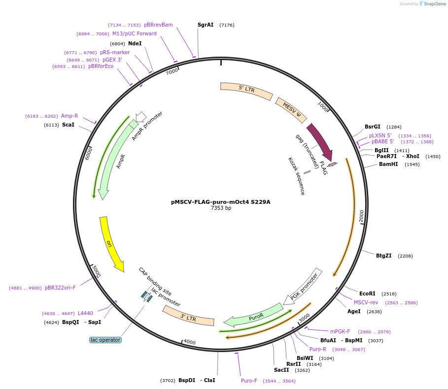 206917-plasmid-map-sequence-id-410091