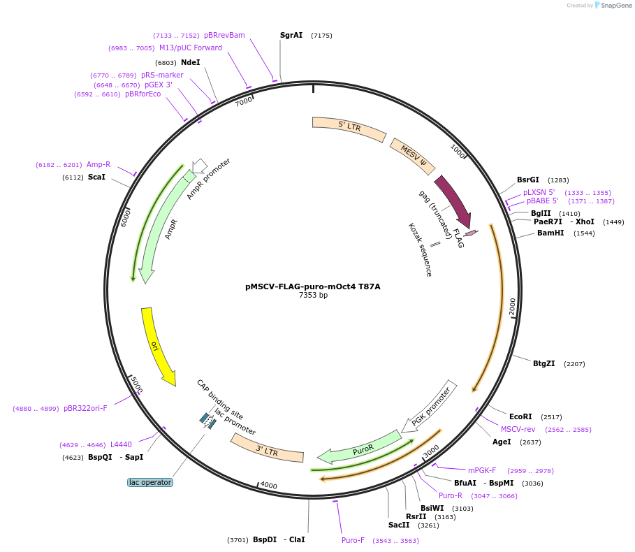 206921-plasmid-map-sequence-id-410097