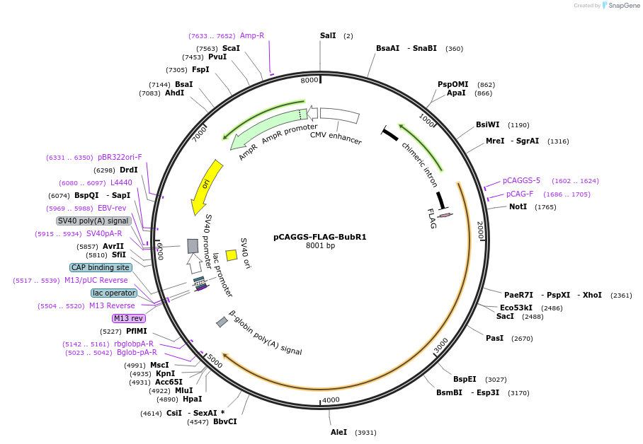 200814-plasmid-map-sequence-id-410103