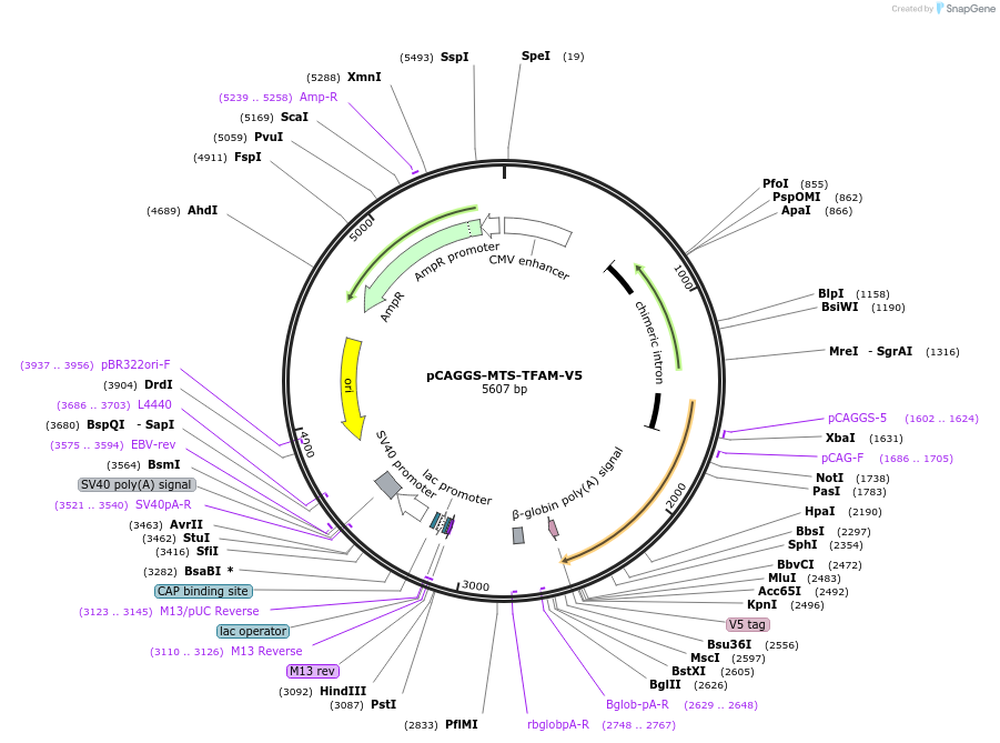 200813-plasmid-map-sequence-id-410104