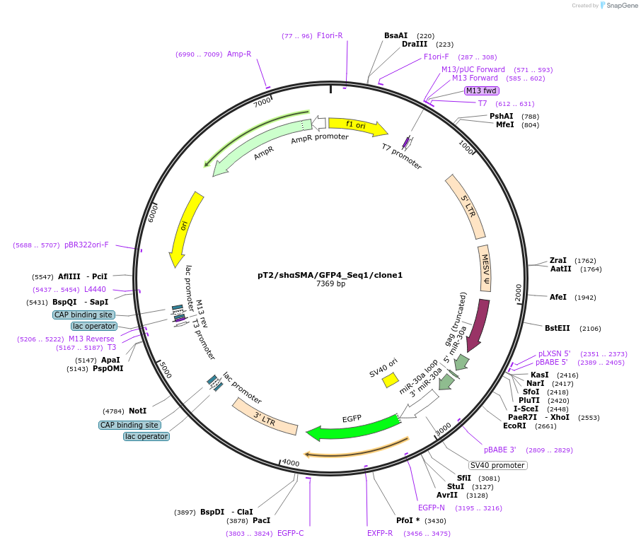 206138-plasmid-map-sequence-id-410128