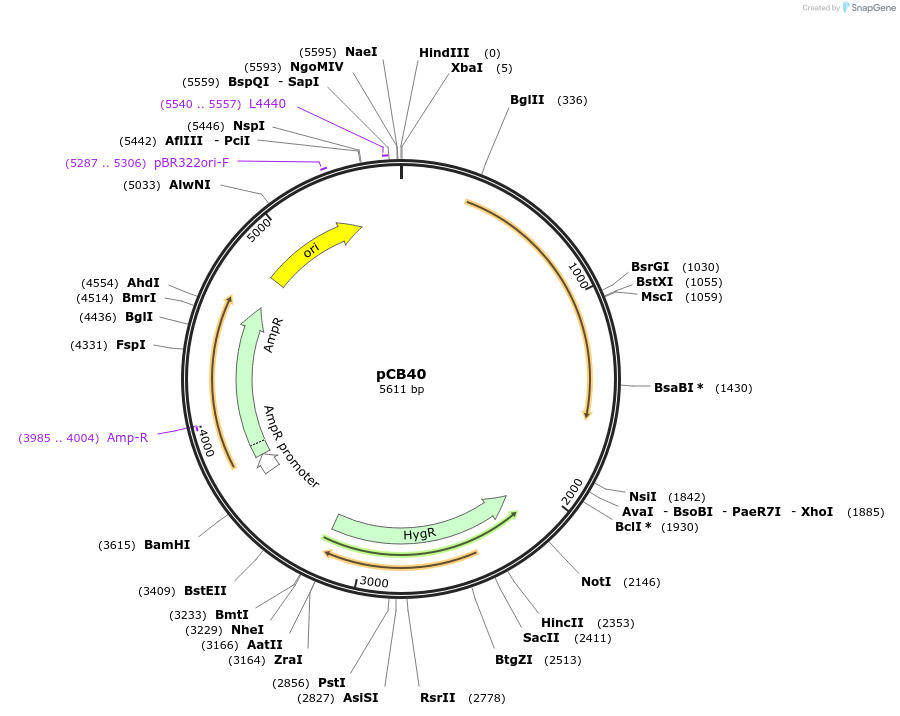 205136-plasmid-map-sequence-id-410141