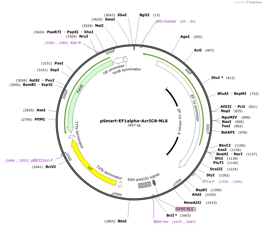 207395-plasmid-map-sequence-id-410143
