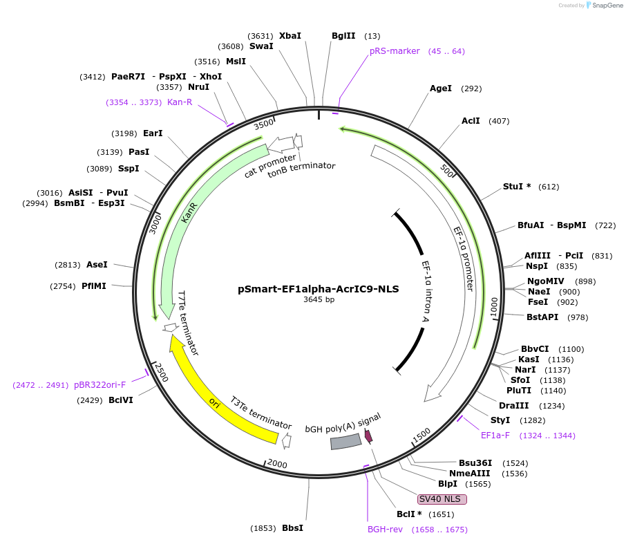 207397-plasmid-map-sequence-id-410160