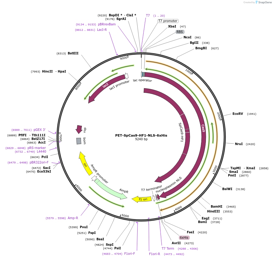 207382-plasmid-map-sequence-id-410178