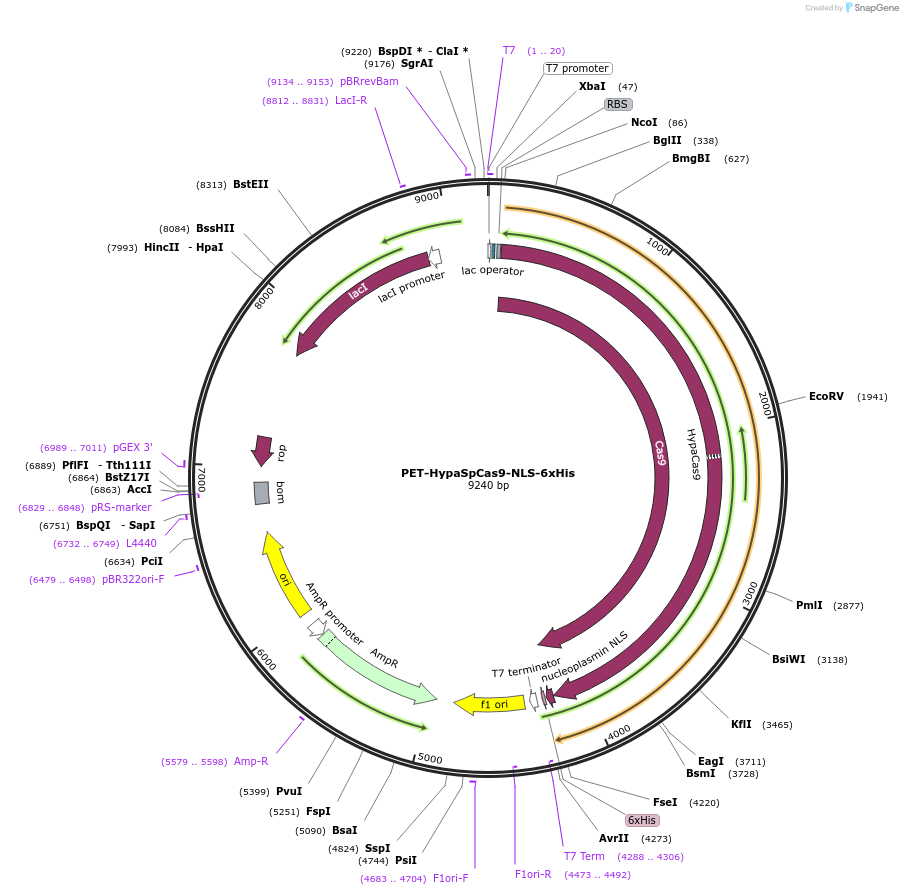 207384-plasmid-map-sequence-id-410180