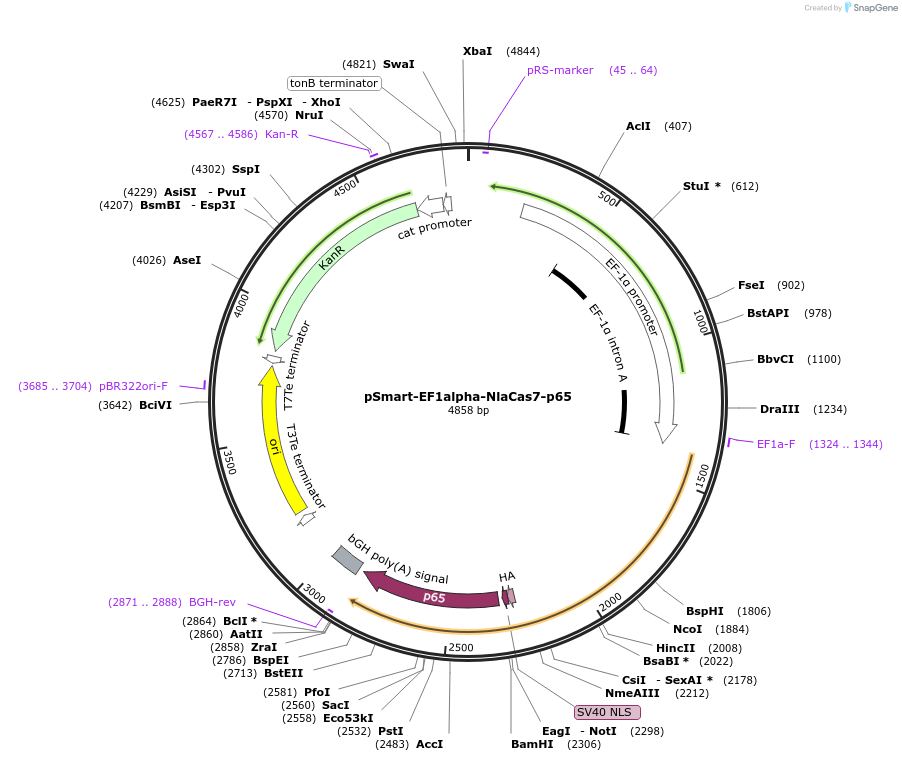 207394-plasmid-map-sequence-id-410189