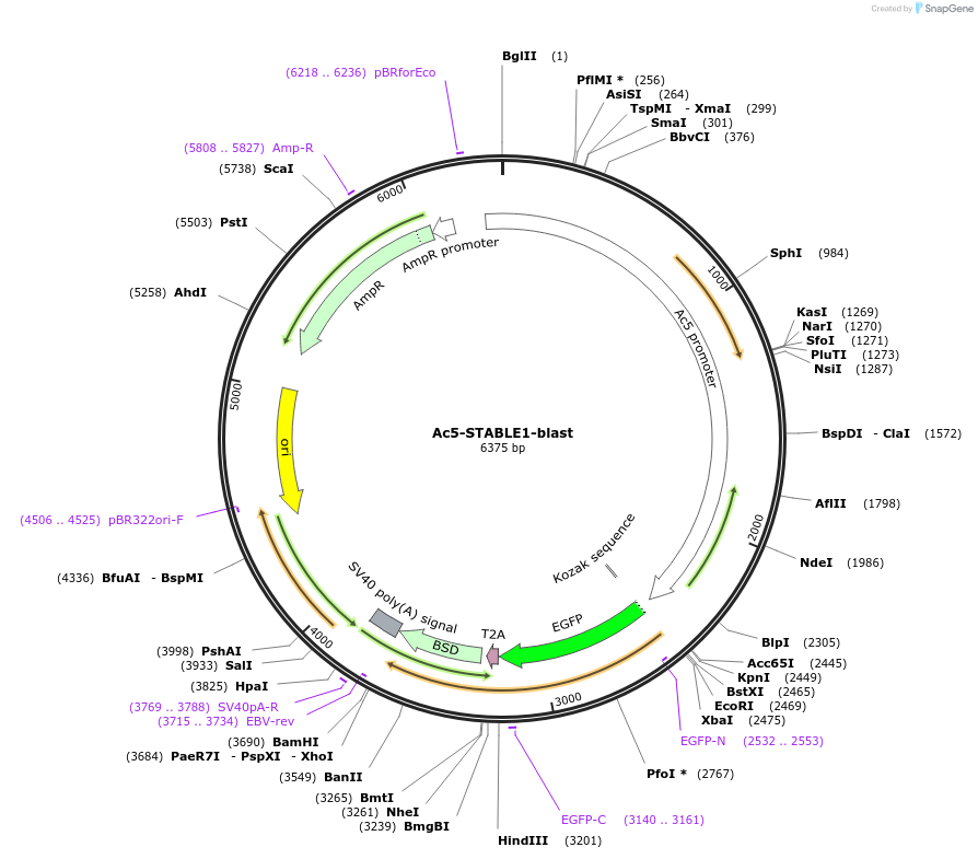208033-plasmid-map-sequence-id-410194