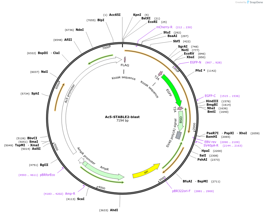 208034-plasmid-map-sequence-id-410195