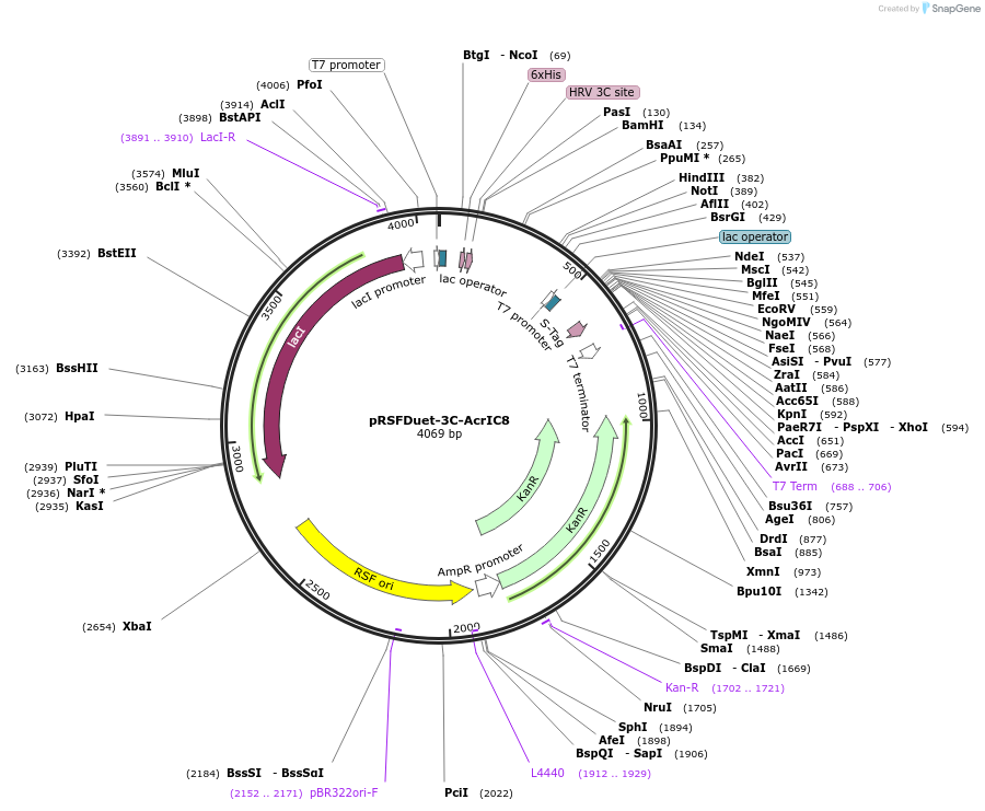 207410-plasmid-map-sequence-id-410199