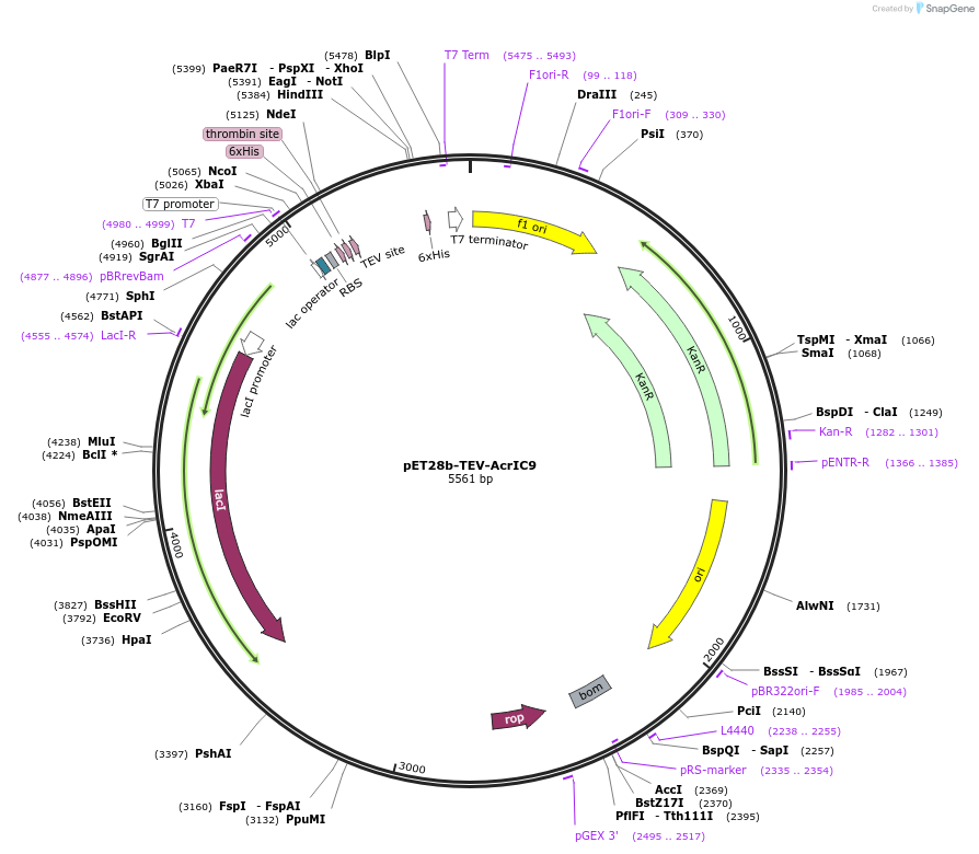 207409-plasmid-map-sequence-id-410201