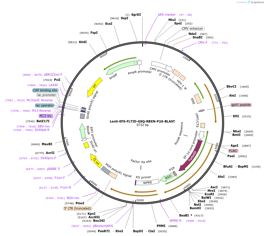 208041-plasmid-map-sequence-id-410206