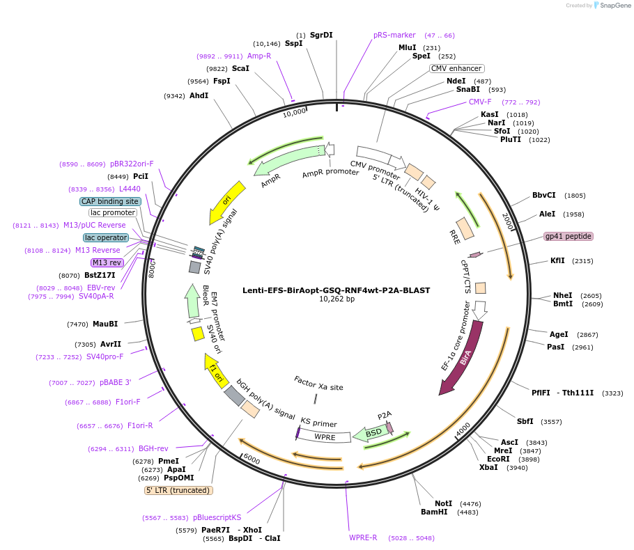 208046-plasmid-map-sequence-id-410208