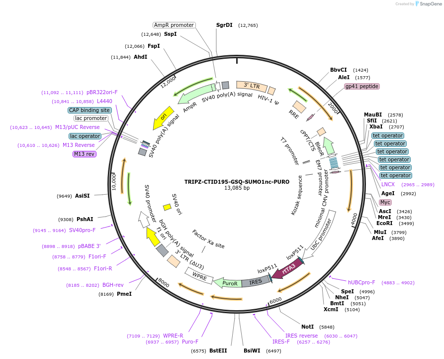 208035-plasmid-map-sequence-id-410209