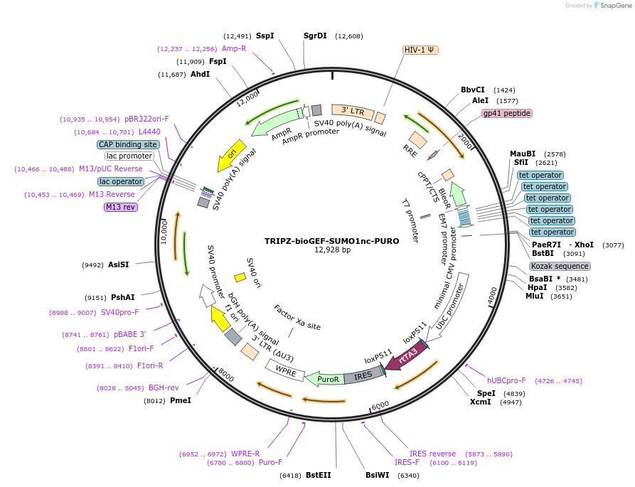 208042-plasmid-map-sequence-id-410263