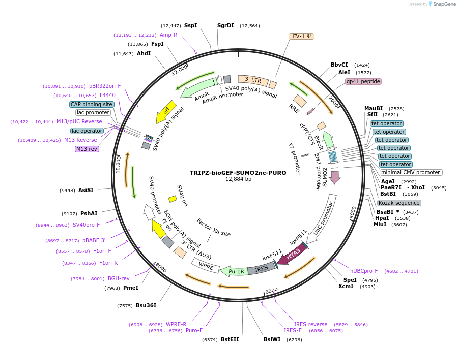 208043-plasmid-map-sequence-id-410267