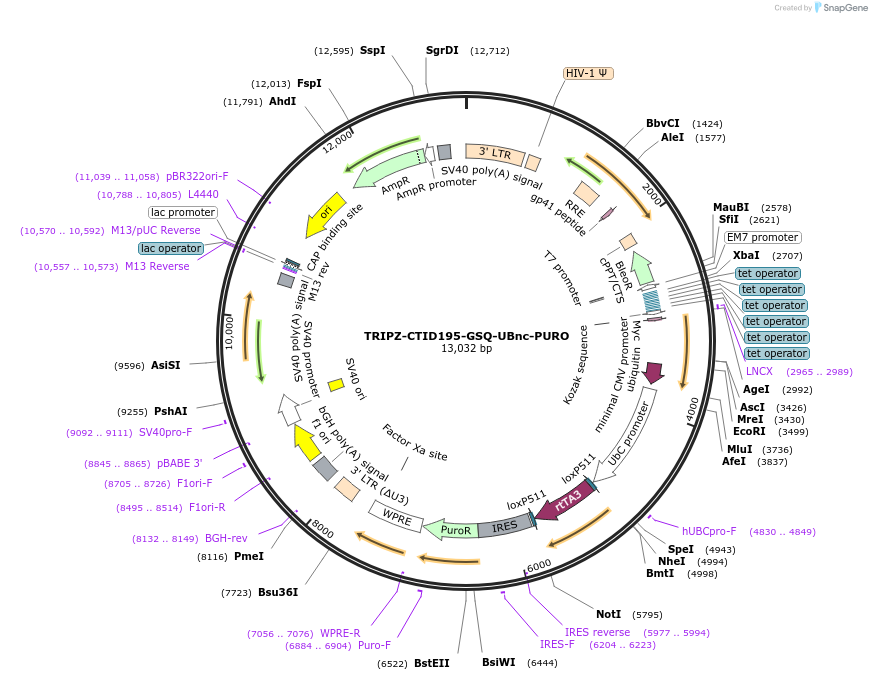 208037-plasmid-map-sequence-id-410268