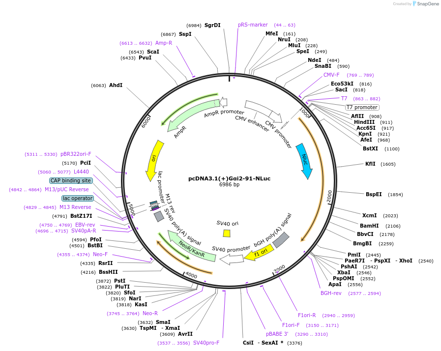 207149-plasmid-map-sequence-id-410273
