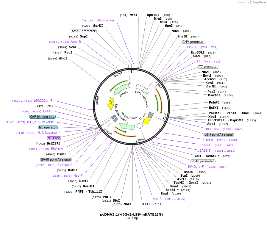 207160-plasmid-map-sequence-id-410278