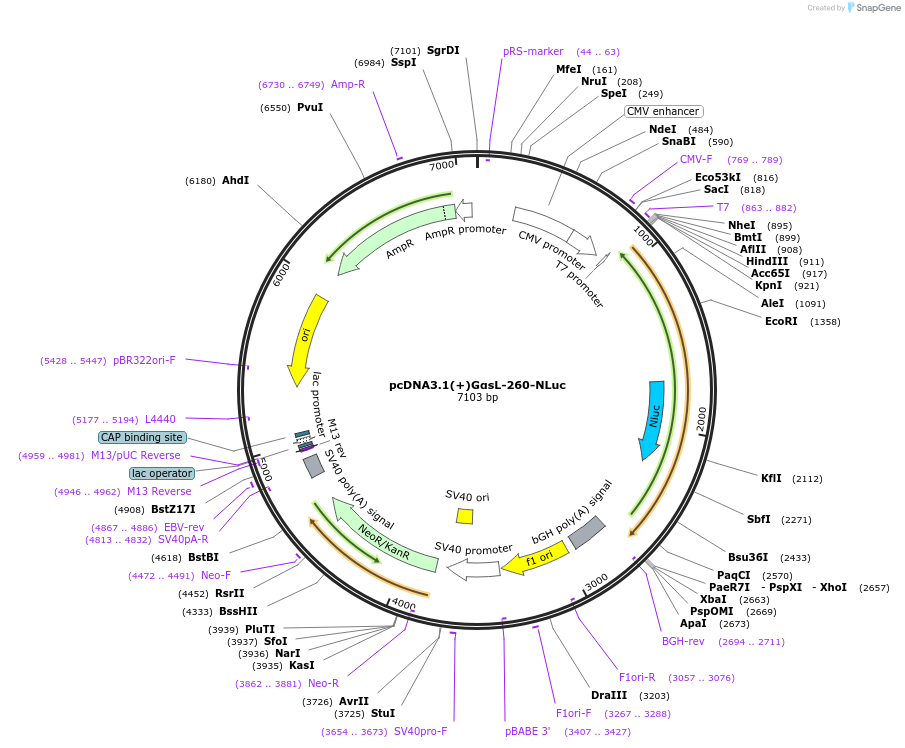 207158-plasmid-map-sequence-id-410280