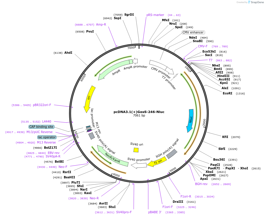 207157-plasmid-map-sequence-id-410282