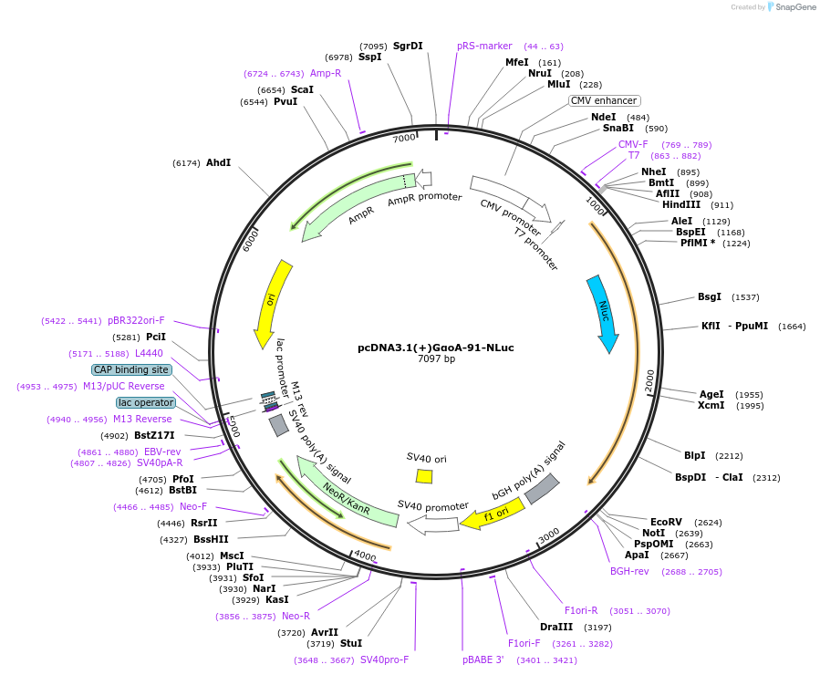 207151-plasmid-map-sequence-id-410283