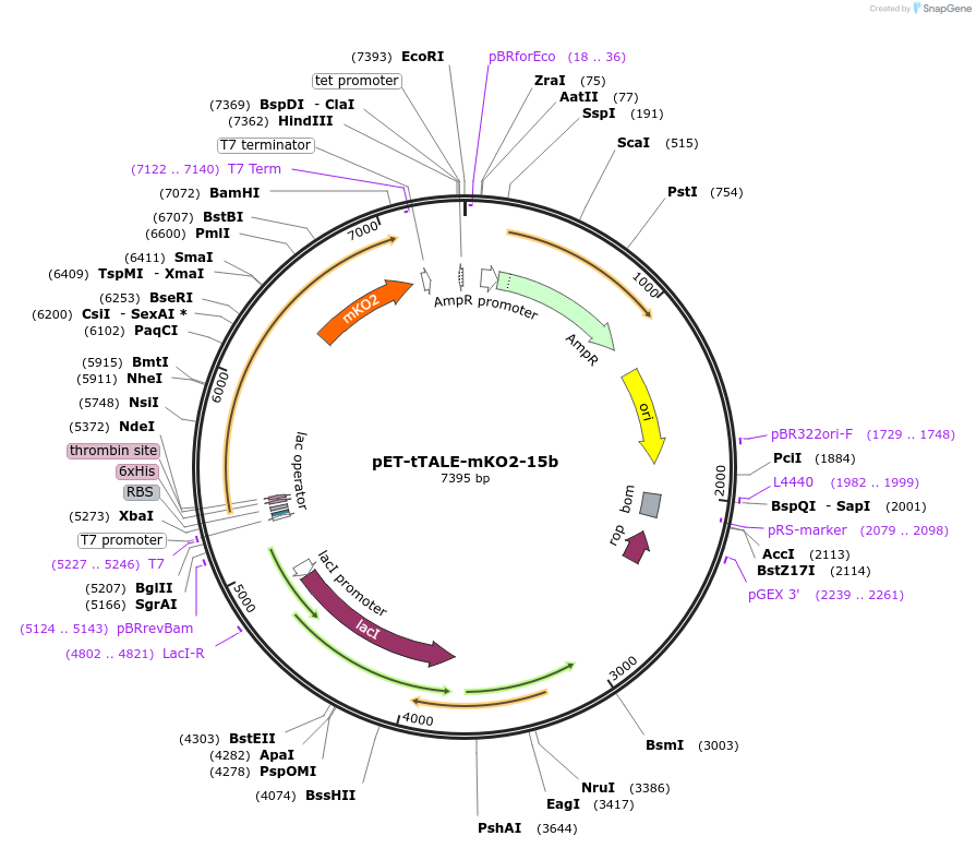 206869-plasmid-map-sequence-id-410300