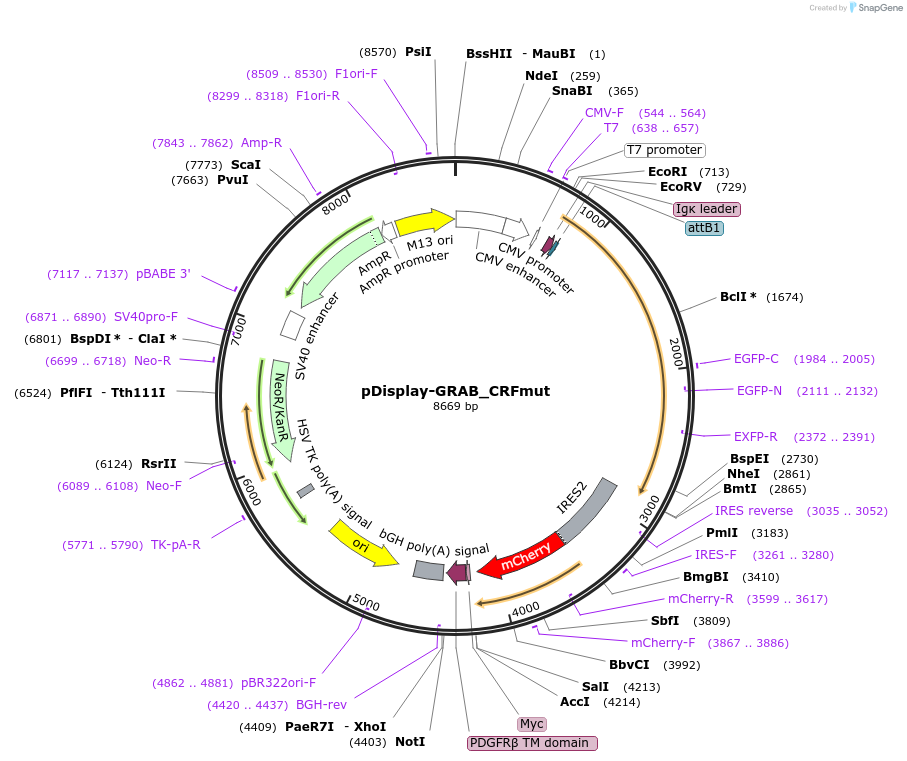 208656-plasmid-map-sequence-id-410341
